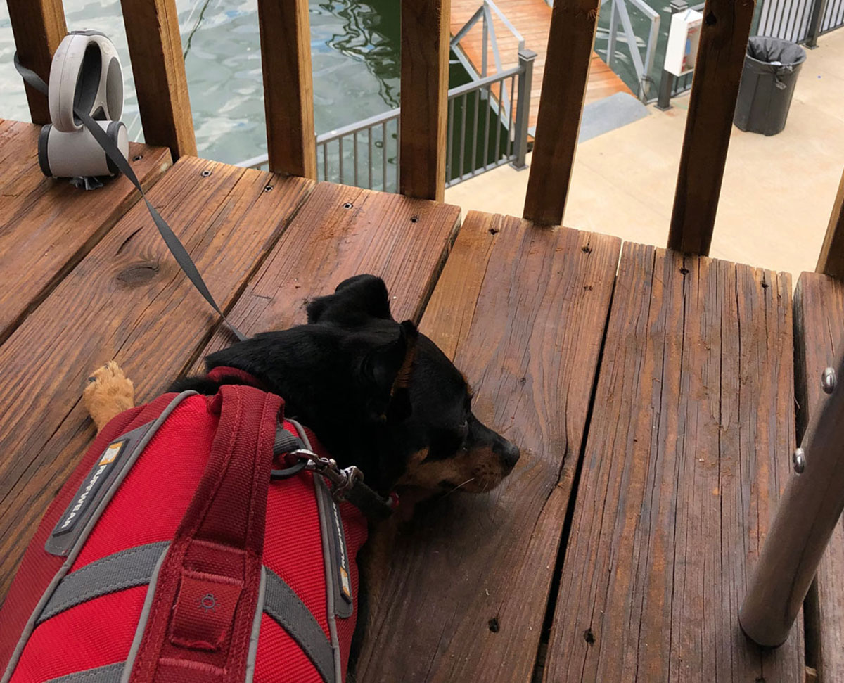 Dog Friendly Lake Of The Ozarks