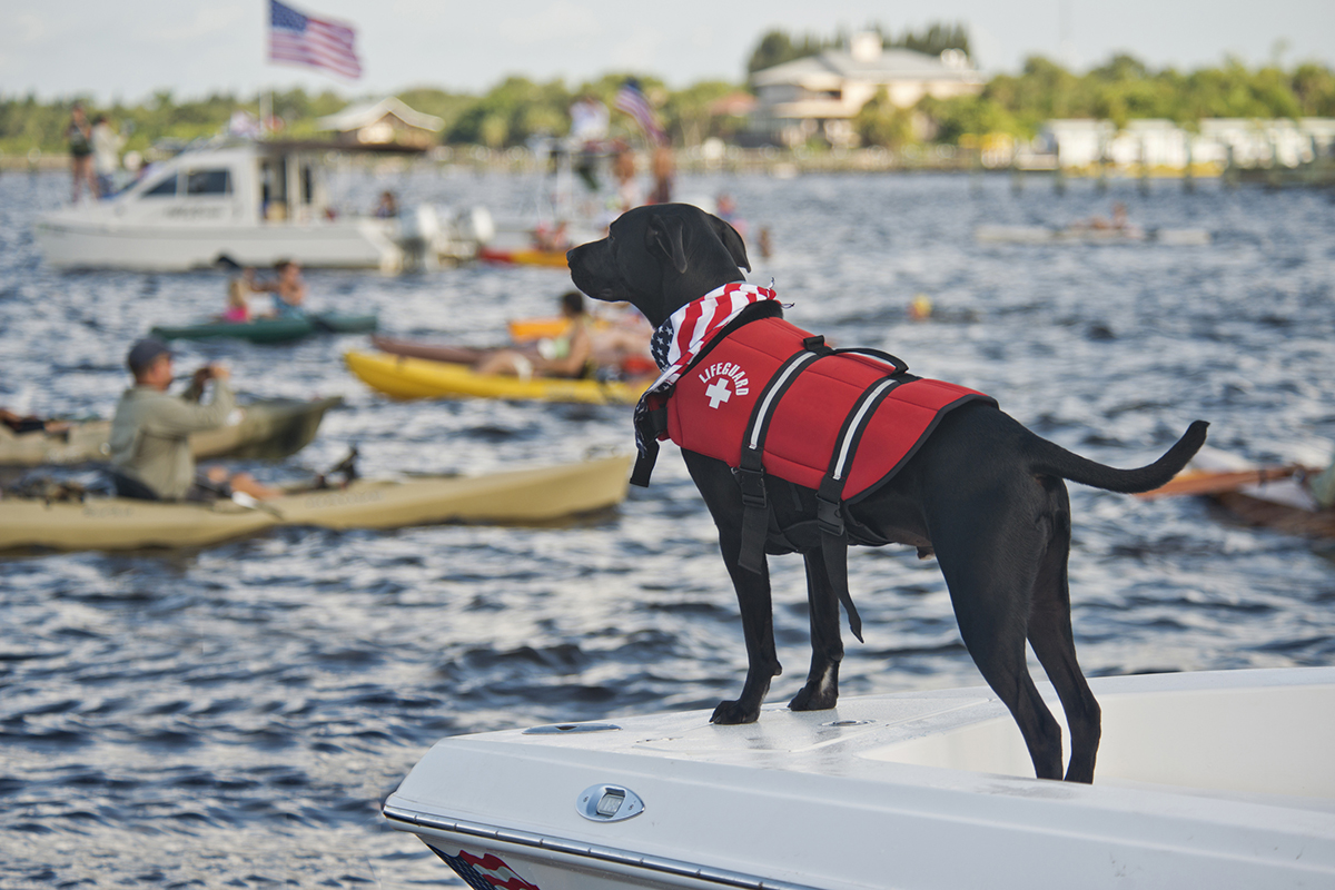 All Paws on Deck Tips for Boating With Your Dog